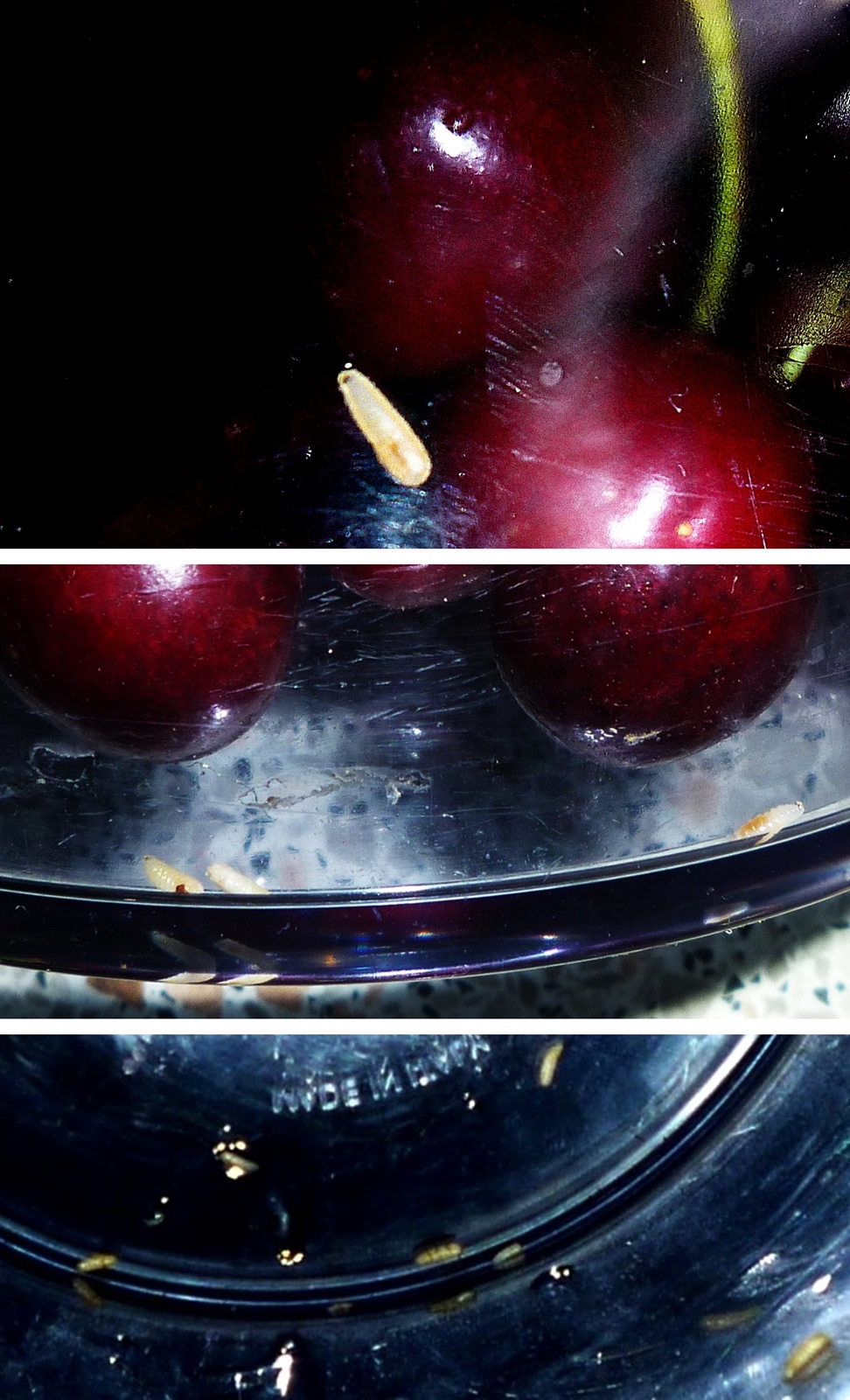 Wie Bekomme Ich Würmer Aus Kirschen DIY alles vonKarin : Wie man den Wurm aus der Kirsche lockt