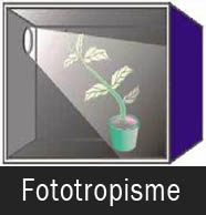 Gerak Fototropisme Gerak Fototropisme