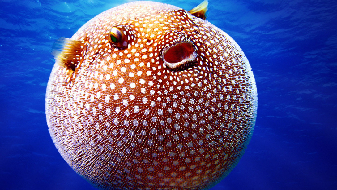 northern puffer fish northern puffer fish