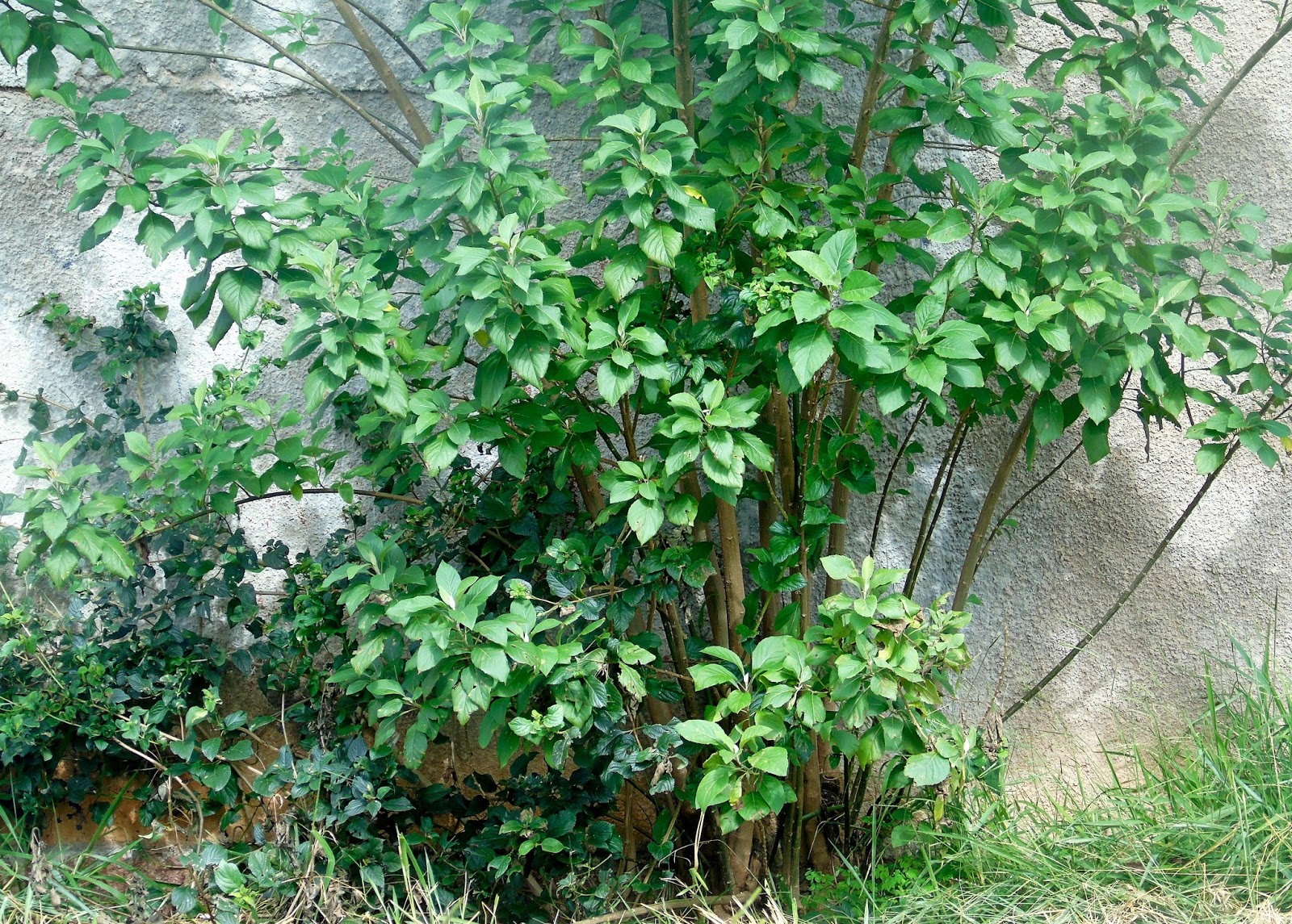Boldo A planta da vez
