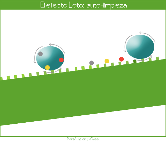PlantArte en tu Oasis. Paisajismo y naturaleza para todos. El efecto