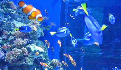 Aquarium of the Pacific Discount Tickets SAVE $14.95