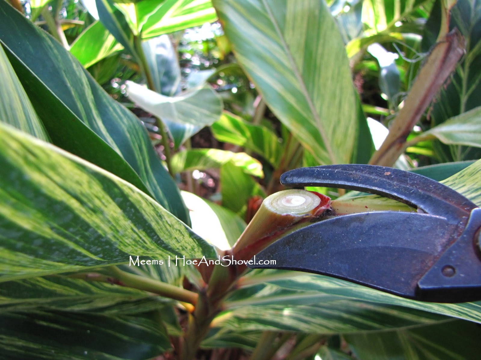 Hoe and Shovel Howto Trim Shell Gingers