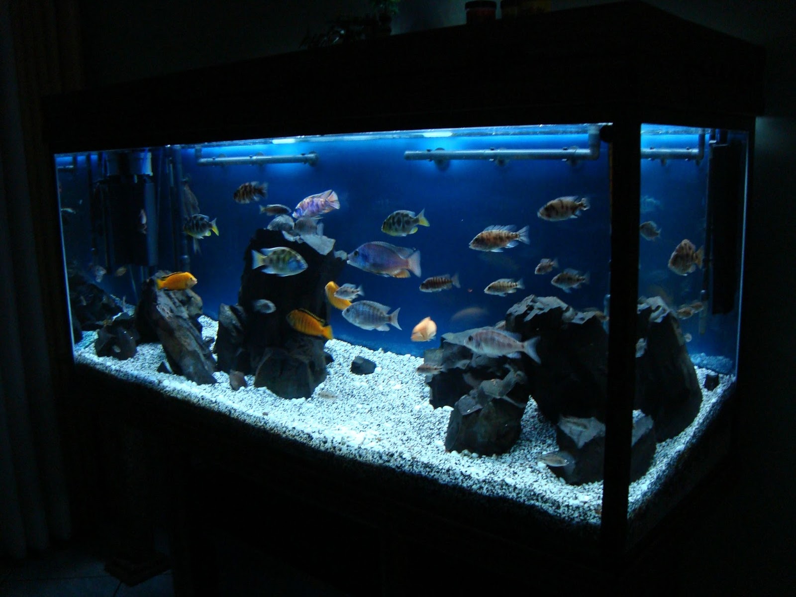 Um Farol no Oceano: POR QUE DEVO TER UM AQUÁRIO?