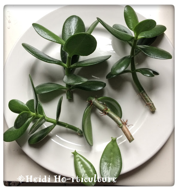 Heidi Horticulture Pruning and Propagating Jade Plants