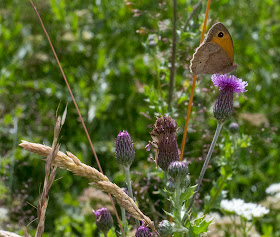 Meadow Brown, Maniola jurtina.  Jubilee Country Park butterfly walk, 15 July 2012.
