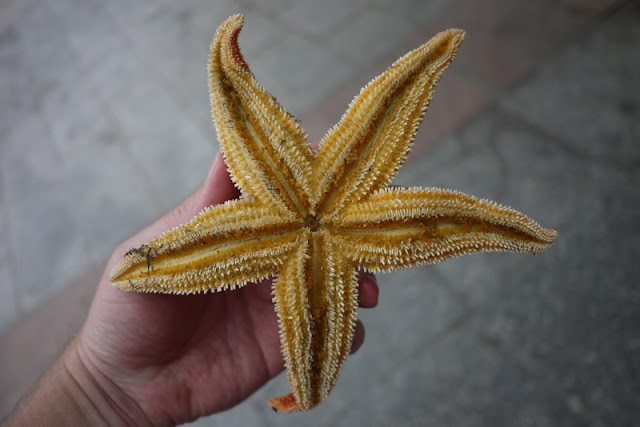 holding a starfish