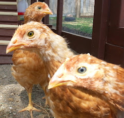 coop chicks week chicken eyes watering been anymore babies system living seriously mn