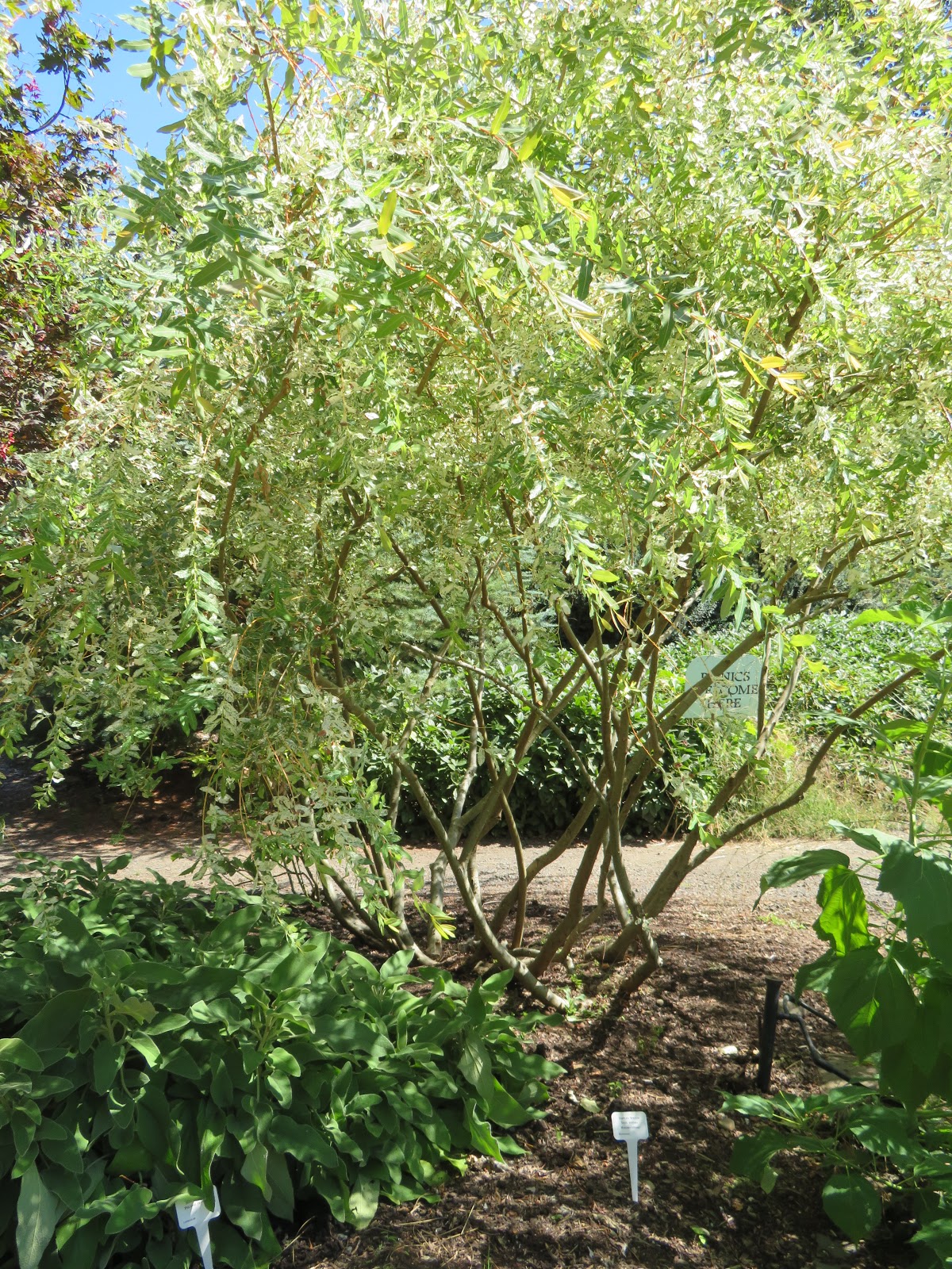One Of My Favorites Japanese Dappled Willow
