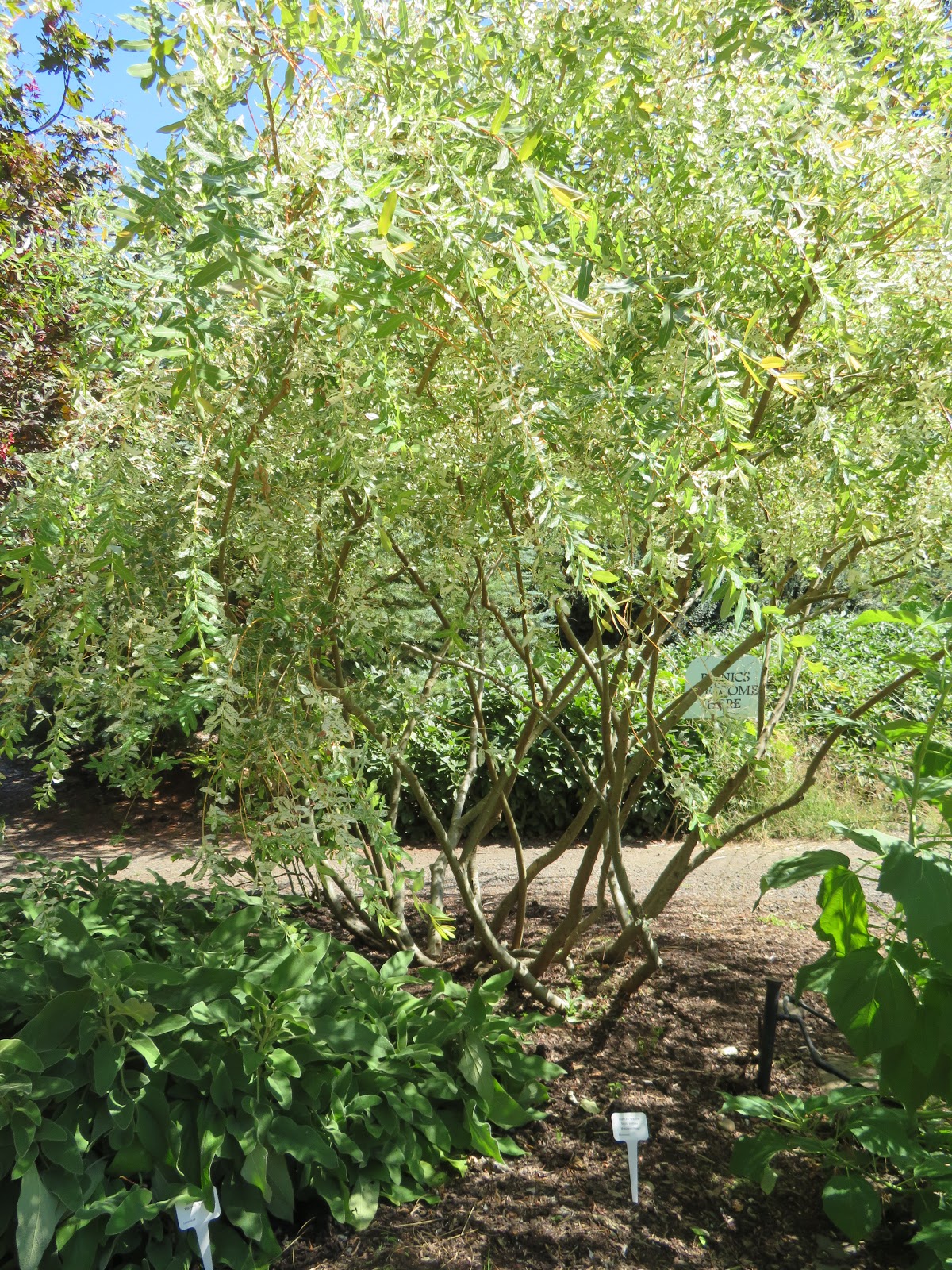 Talking To Plants Pruning The Overgrown Dappled Willow