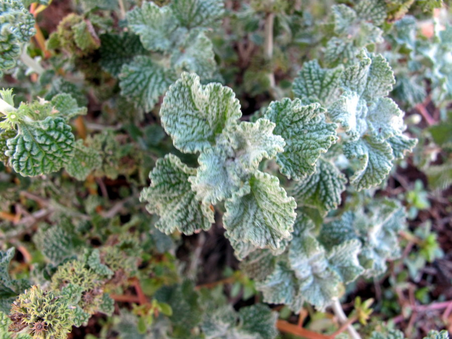 FLORA NEL SALENTO e.. anche altrove Marrubium vulgare L
