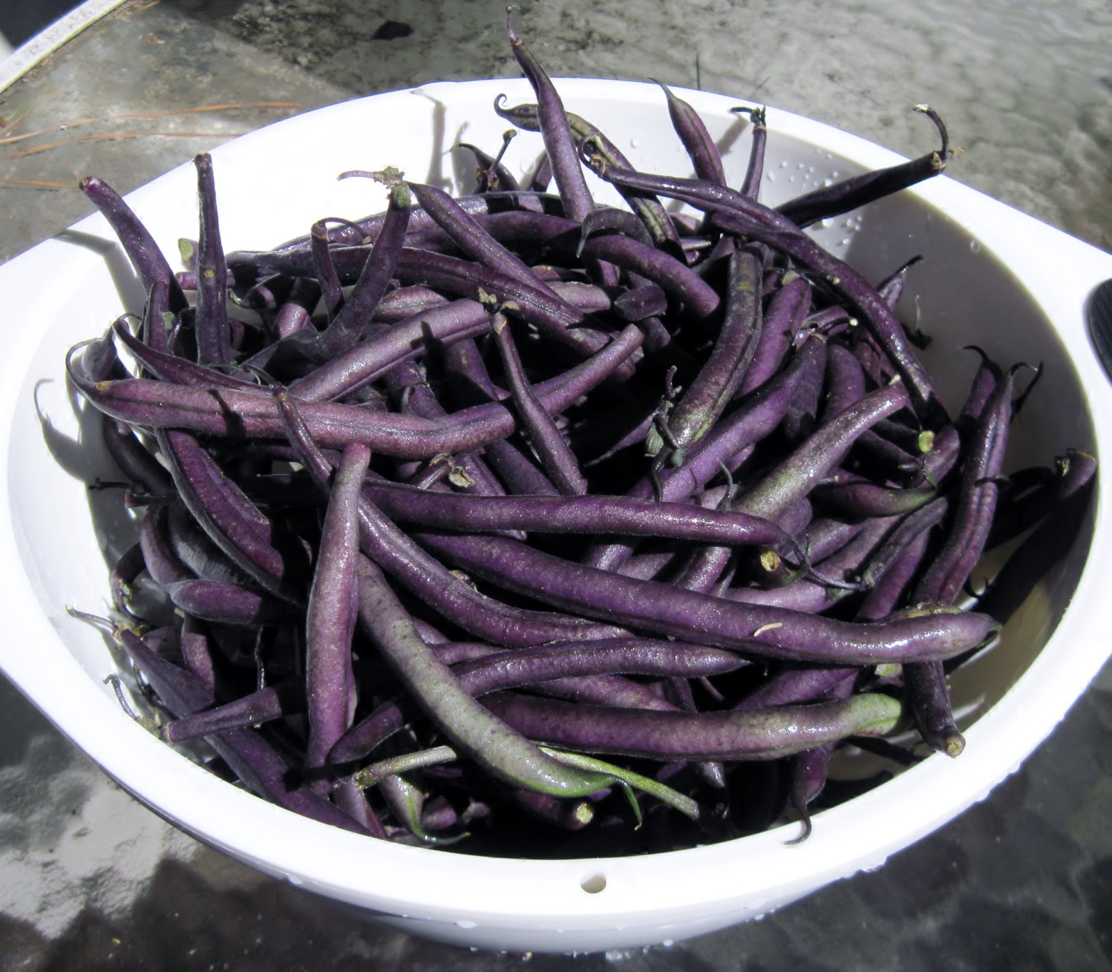 Carolina Sauce Company SouthernStyle Purple Beans with Bacon Ends