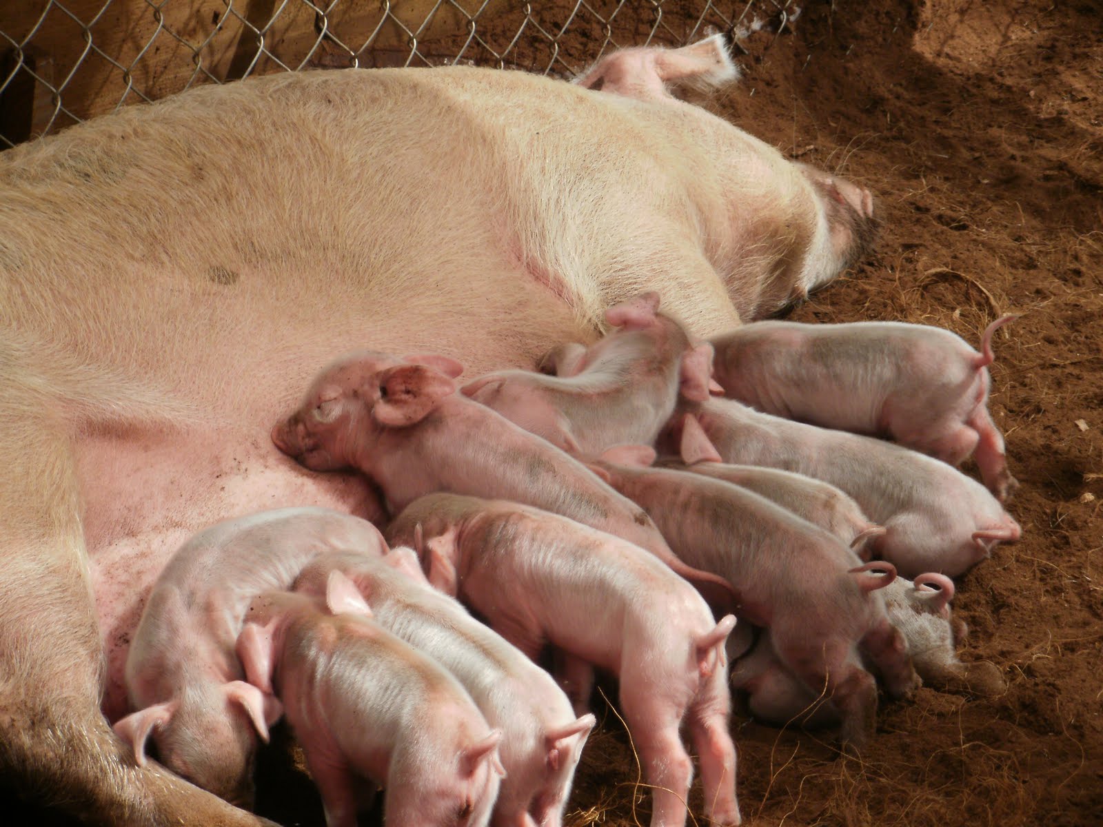 Does The Runt Of The Litter Get The Biggest at Gerald Bassett blog