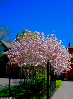 Art + Music: TreeBlossomFlowers Magnolia