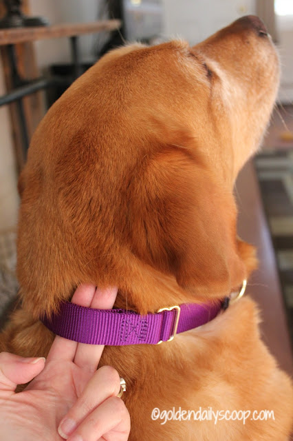 properly fitting a dog collar with PetSafe KeepSafe collar