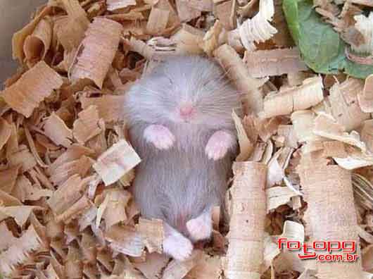 Hamster po Hamster po