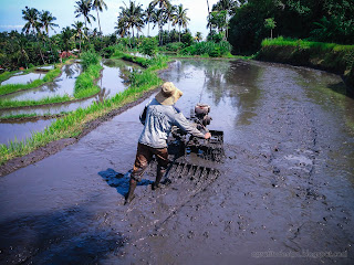 A Young Farmer Work In The Rice Field By Using Two Wheel Hand Tractor At The Village