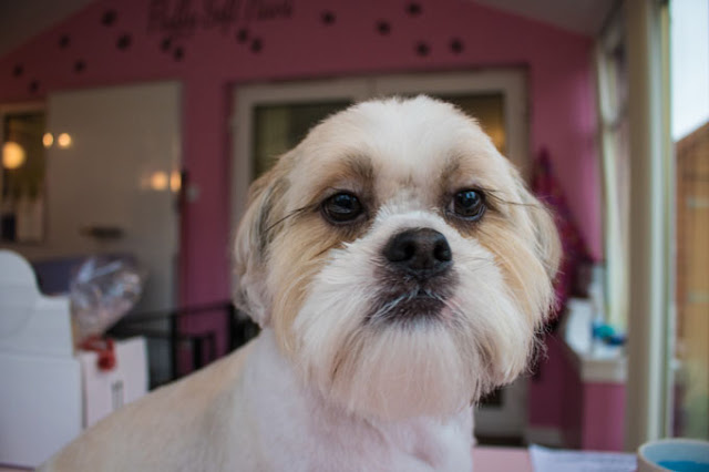 9. Fornecimento de petisco para shih tzu em e cesso