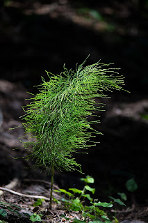 Herbs That Help Build Strong Bones