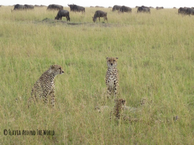 Guepardos en Masai Mara Guepardos en Masai Mara