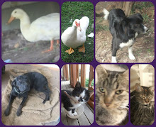 Some Past pets