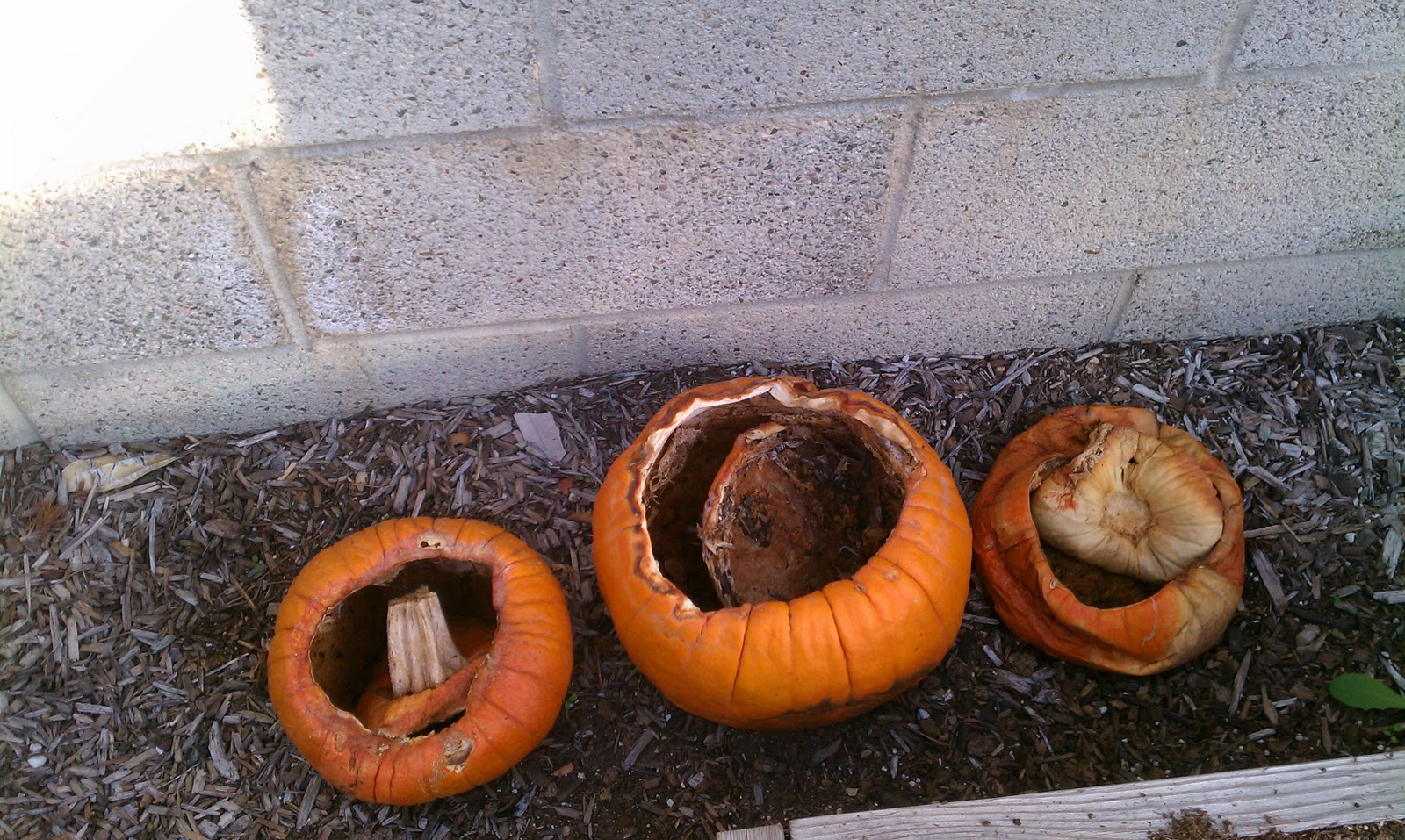 Exploring the Outdoor Classroom Please Don't Touch the Rotting Pumpkins!
