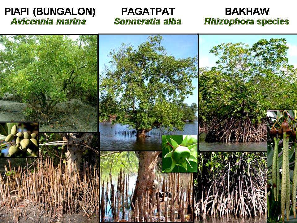 Mangrove Action Project Blog - news stories about mangrove conservation ...