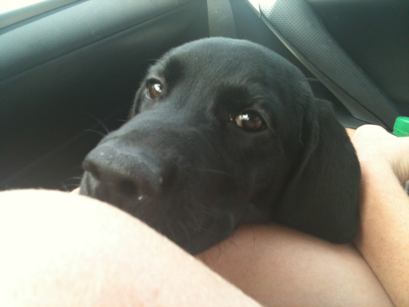 McLean Puppy Chronicles Introducing Coach!