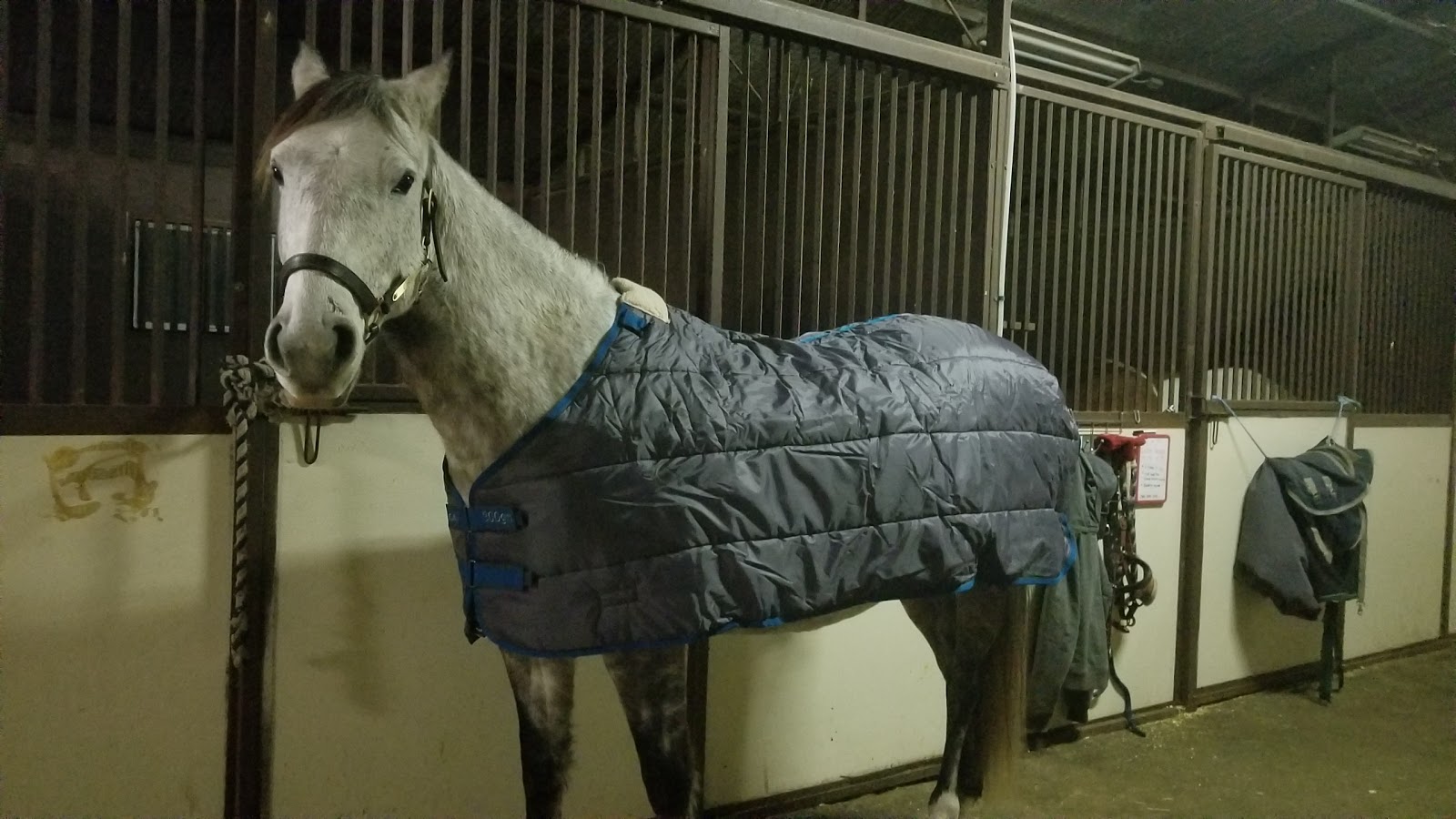 Gray Flannel Horses Greenhawk Shedrow North Combo Turnout Blanket