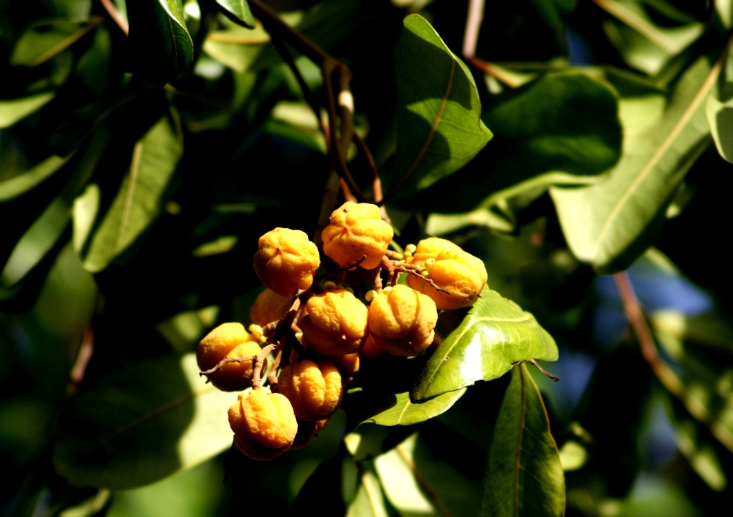 A photo, A thought............: Plant: Carrotwood tree and its parts......