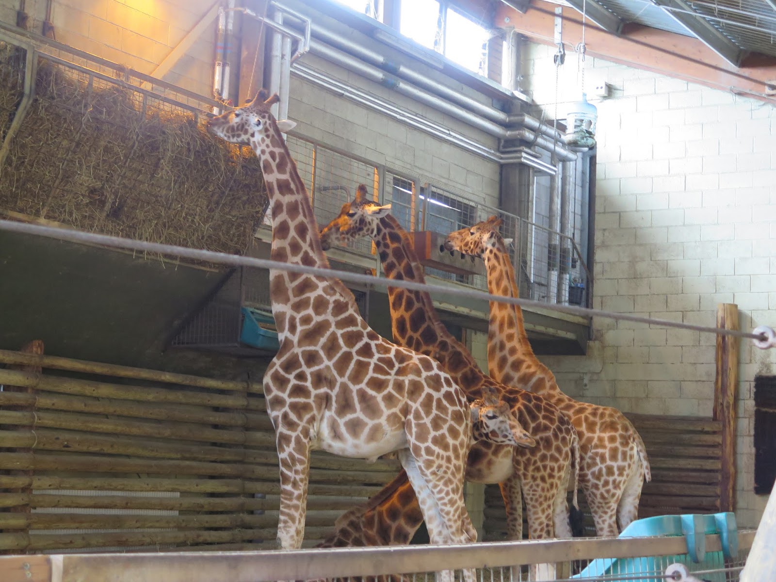 Where Beechmast Falls Marwell Zoo on a Cold Spring Day