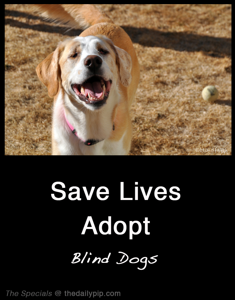 adopting a blind dog special needs dog adoption, adopting a blind dog