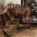 Regardez bien ce tigre, il est affamé. Mais quand vous verrez les autres photos, vous serez choqués!