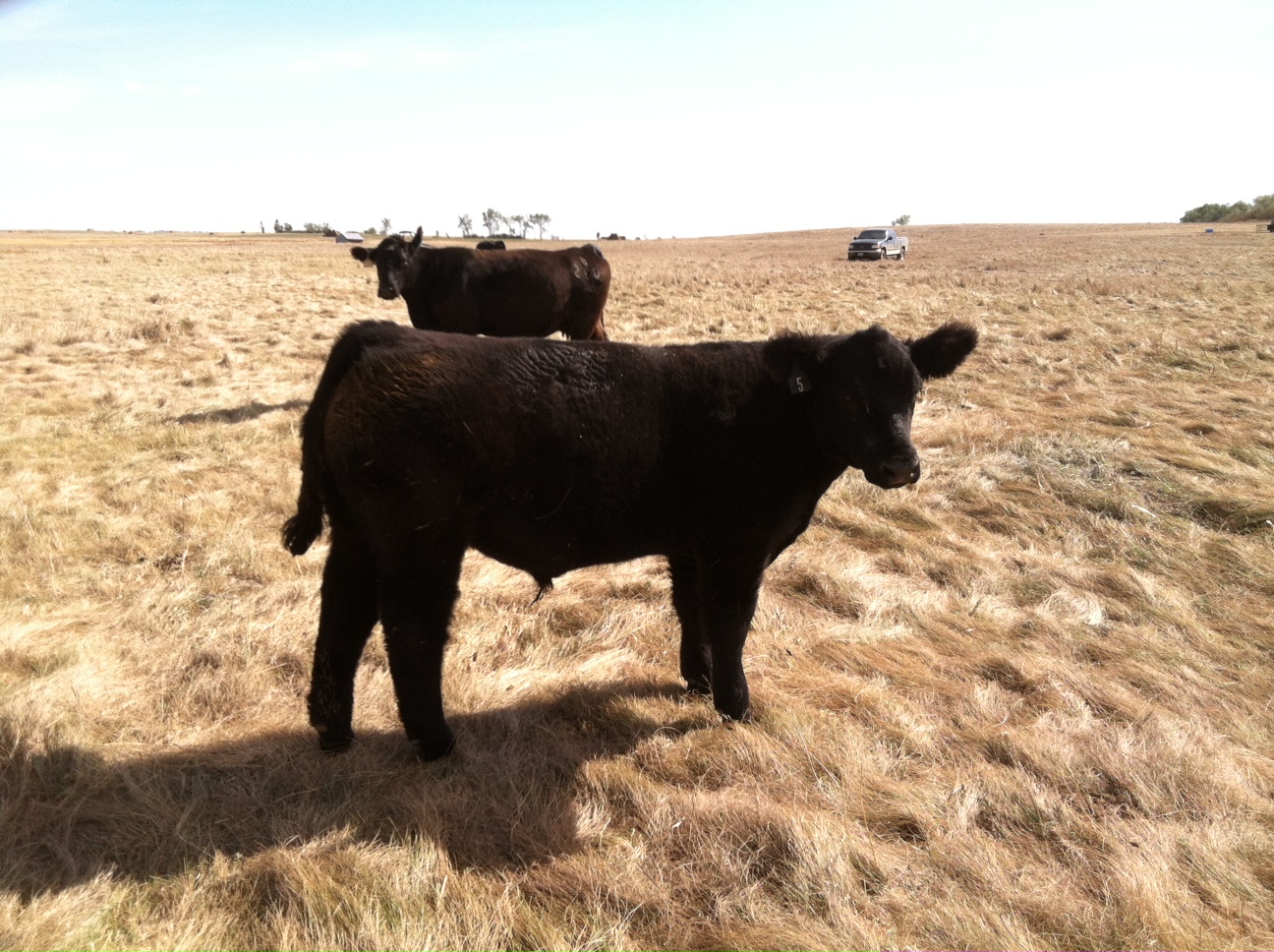 DIAMOND G CATTLE CO. Reimann Show Cattle South Dakota
