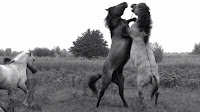 ΕΠΙΚΗ ΜΑΧΗ!!! Συγκλονίζει το βίντεο με τα δύο αρσενικά άλογα που παλεύουν μέχρι τέλους