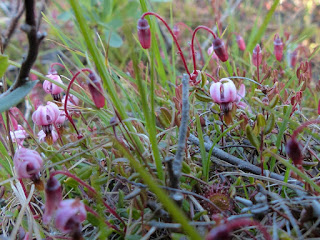 Canneberge commune - Vaccinium oxycoccos Canneberge commune - Vaccinium oxycoccos