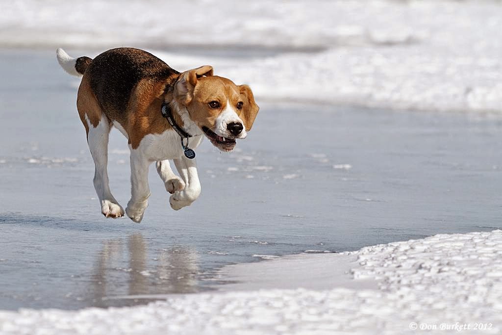 Dogs on Ice The Ark In Space