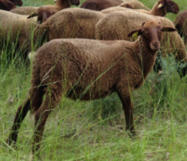 Guirra羊，关于Guirra羊的外观，Guirra羊的品种，Guirra羊的品种信息，Guirra羊的品种事实，Guirra羊的护理，Guirra羊的颜色，Guirra羊的特点，Guirra羊的毛色，Guirra羊的发育，Guirra羊的母羊，Guirra羊的事实，Guirra羊的肉，Guirra绵羊挤奶，Guirra绵羊养殖，Guirra绵羊历史，Guirra绵羊角，Guirra绵羊信息，Guirra绵羊图像，Guirra绵羊羊羔，Guirra绵羊肉，Guirra绵羊起源，Guirra绵羊照片，Guirra绵羊图片，Guirra绵羊稀有，Guirra绵羊饲养，Guirra绵羊大小，Guirra绵羊用途，吉拉羊品种，吉拉羊体重，吉拉羊羊毛