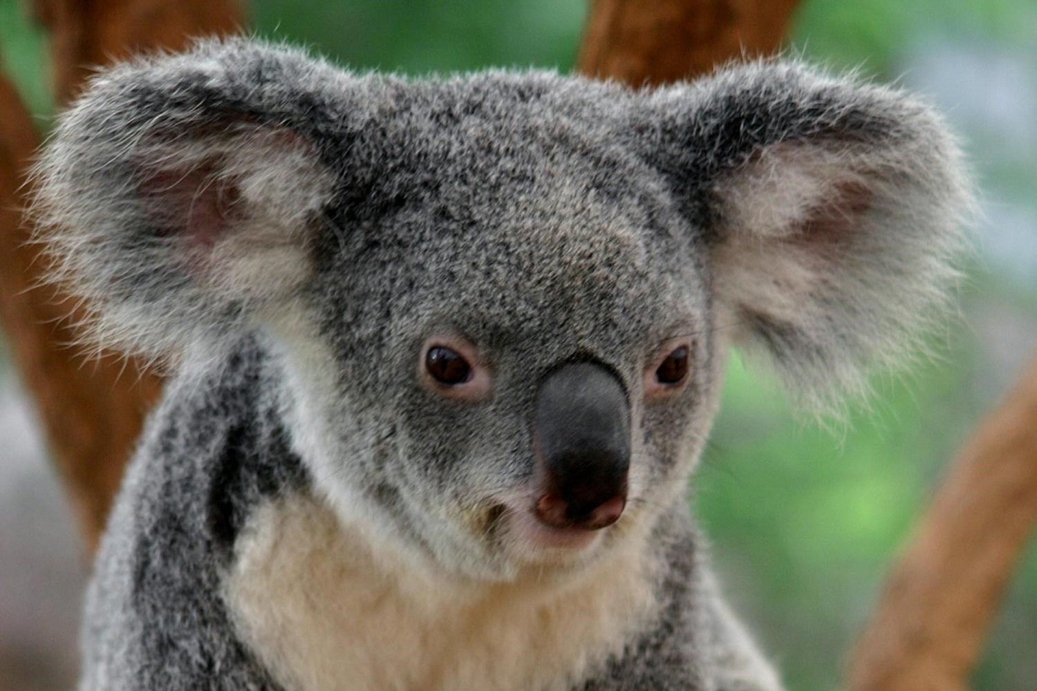 Хвост коалы. Голова коалы. Глаза коалы. Коала зрачки. Грустная коала.