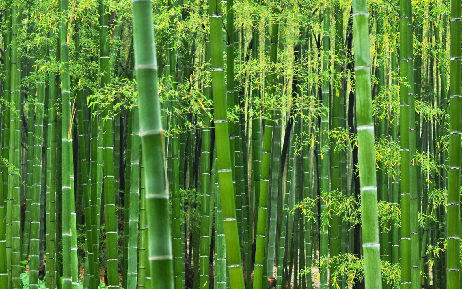 Jangan Sembarangan Tanam Bambu  Di Pekarangan Rumah 