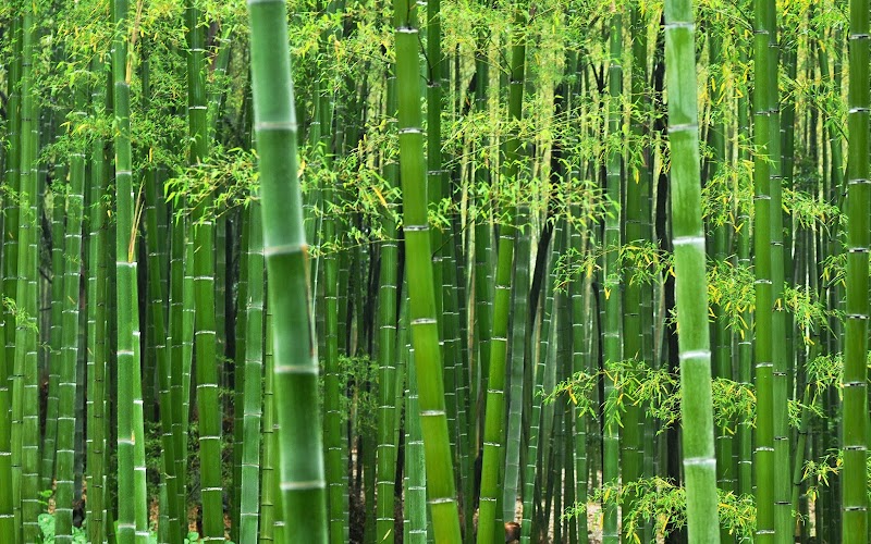 Trend Populer 24+ Setelah Tanaman Bambu Ditebang Sebaiknya