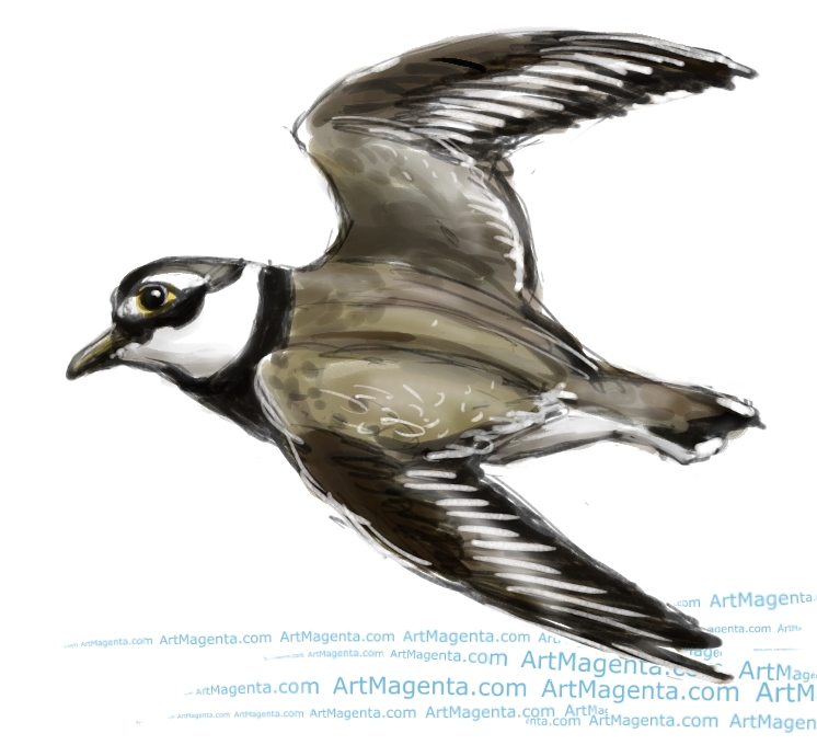 Ringed Plover sketch painting. Bird art drawing by illustrator Artmagenta