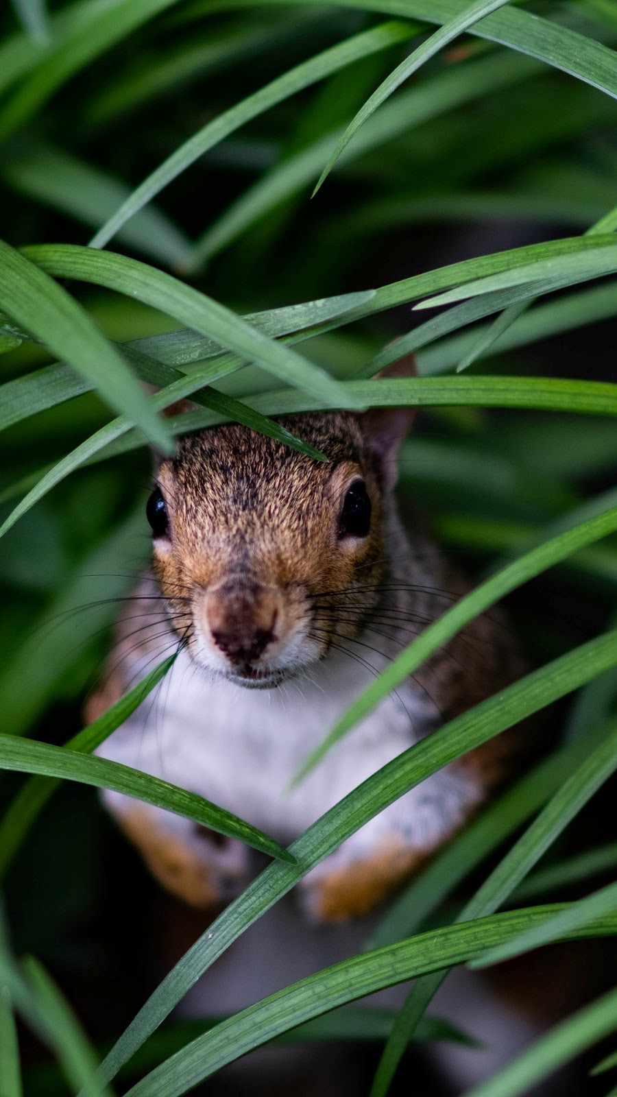 9 amazing wallpaper for mobile