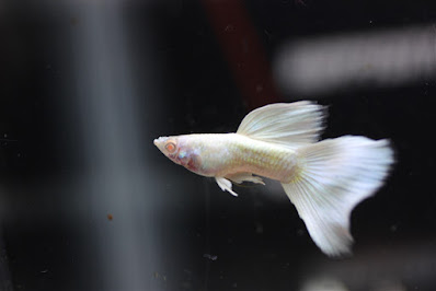 Ikan Guppy Albino Full White Platinum