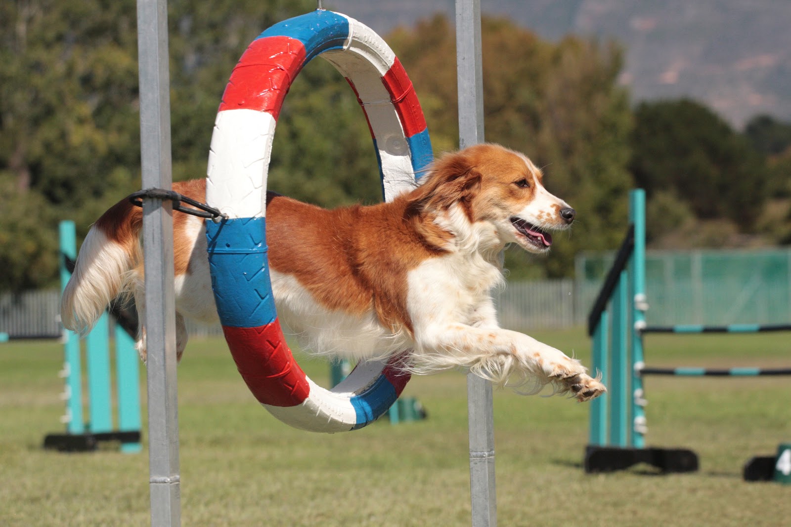 Agility Dog Show acontece no Recife RevistaFácil