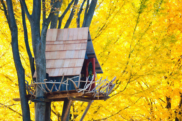 شاهد صور 29 منزل فوق الأشجار سيعجبك أن تعيش بها  Top-29-Treehouses-Tokyo-Photo-by-Norisuke-Fukui