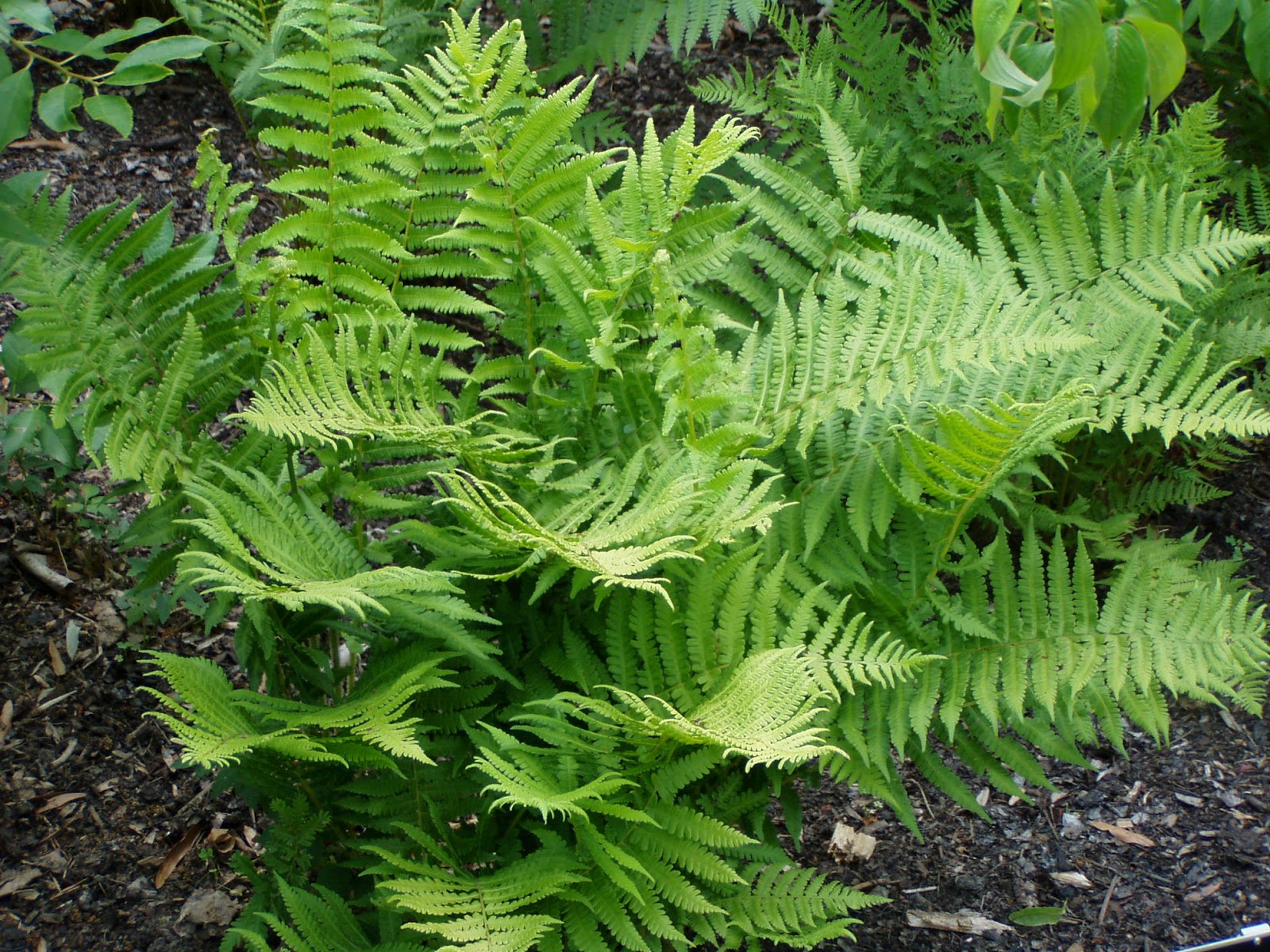 щитовник и кочедыжник. папоротник athyrium. щитовник и кочедыжник. щитовник кочедыжник. папоротник кочедыжник красночерешковый.