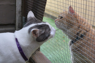 Gray and white cat smelling an orange tabby through a screen