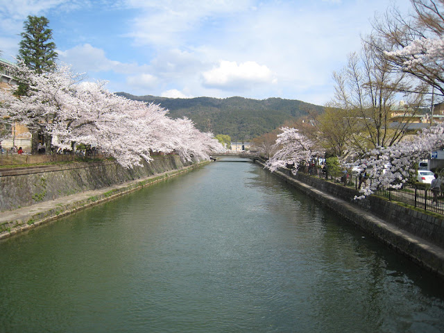 Best Cherry Blossom Spots in Kyoto