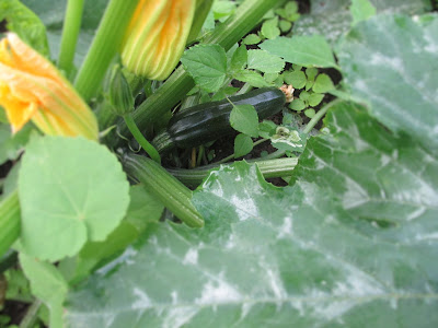 A zucchini hidden under a leaf